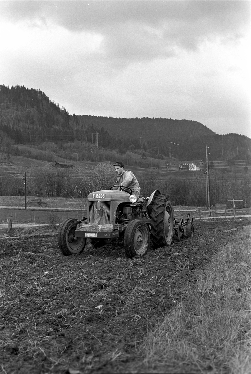 Våronn ved Hokksund, Øvre Eiker, mai 1963. Traktor på jordet.