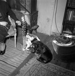 Sollihøgda, Bærum, Akershus. Kvinne med halvapen Cita og hun