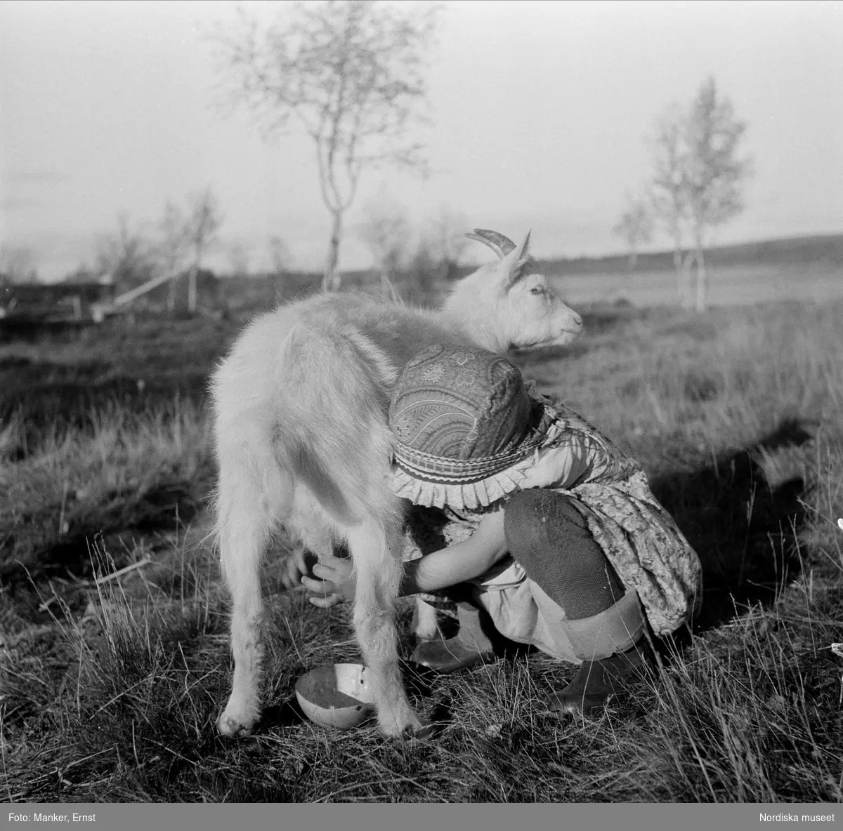 Elin Ragnhild Prost, 4 år, mjölkar en killing. Flickan är dotter till Britta och Lars Prost. Vittangi skogsameby, Torne lmpk, Karesuando sn, Vikkusjärvi.