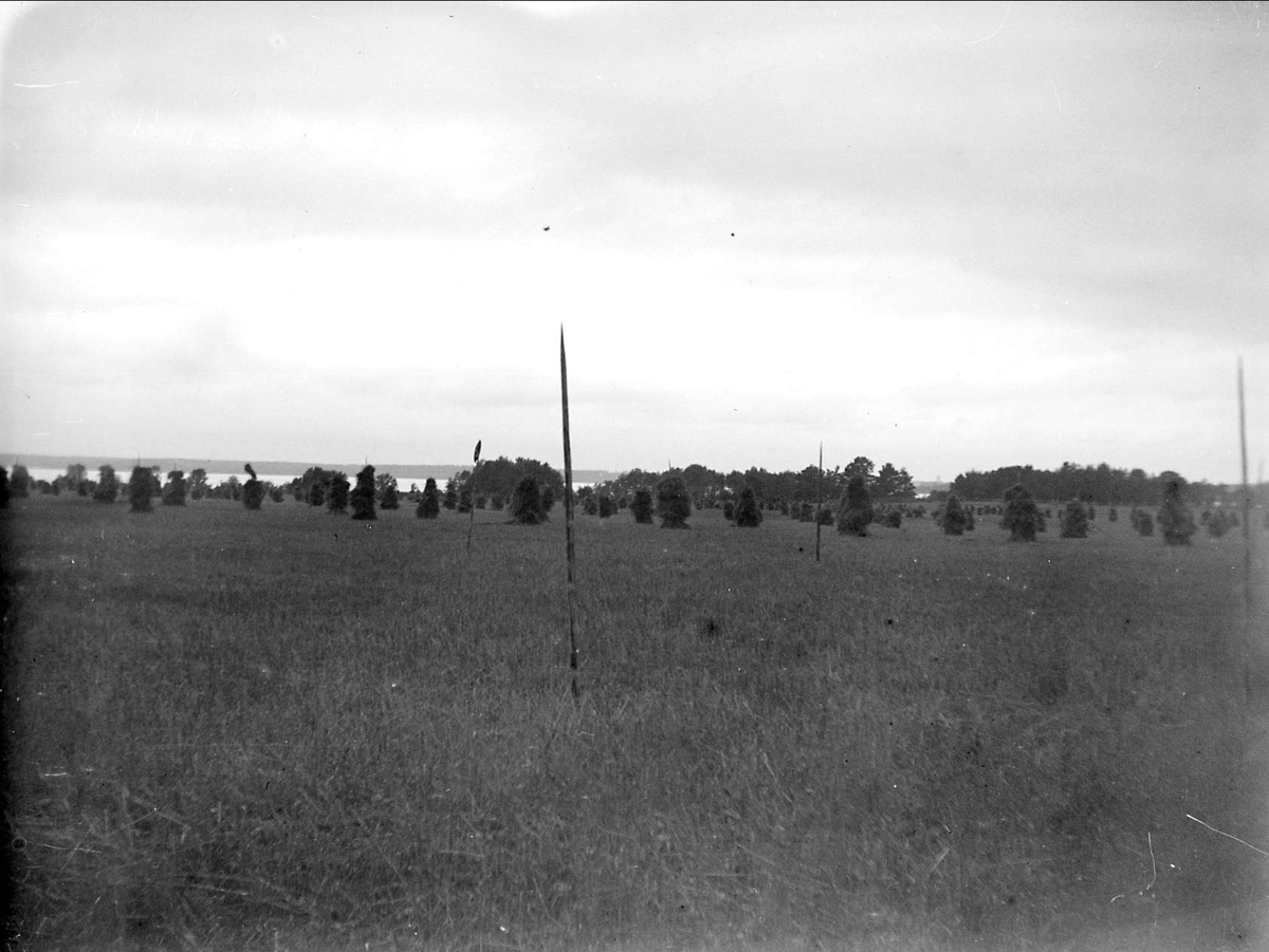 Landskapsvy, Skedviken, Rånäs, Fasterna socken, Uppland 1931