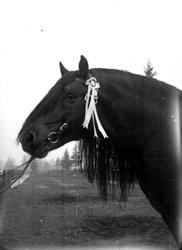 Utstilling av hingster. Hingsten Gjestar.