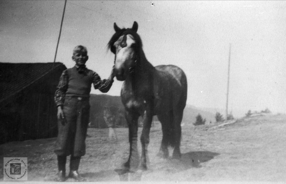 "Tysk" hest (Blåen) "Gråen" er notert på baksida av bildet .