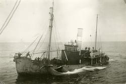 D/S  Hvalbåt 'Thorvard'(b.1930, Akers Mekaniske Verksted, Os