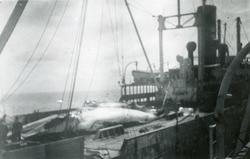Hval på dekk. - Ombord i FLK 'Thorshøvdi' (b.1948, Burmeiste