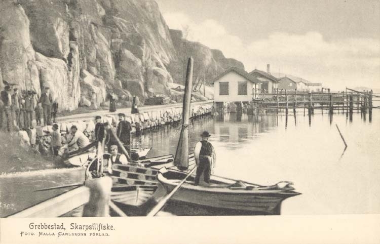 Tryckt text på kortet: "Grebbestad. Skarpsillfiske."
"Foto Malla Carlssons förlag."