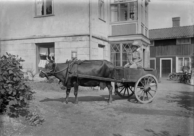 Enligt senare noteringar: "Koskjuts. En ko står förspänd framför en tvåhjulig kärra. 
I kärran sitter Isabella Sohlberg (fosterdotter till Ahlstrand) och håller i tömmarna. 
Koekipaget står framför handlare Viktor Ahlstrands affär, Solliden. 
Han köpte huset 1907 av Axel Sohlberg." (BJ)