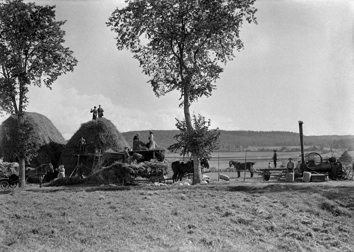 Skördearbete med häst och vagn vid Rosenlund i Jönköping.