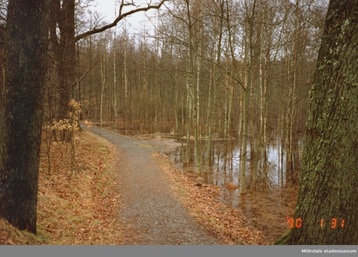 En grusväg genom skogen som passerar en sjö.