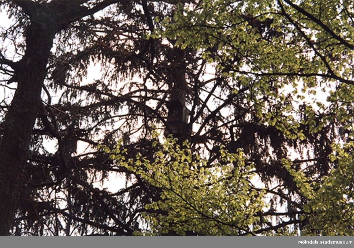 Lackarebäcksskogens träd.