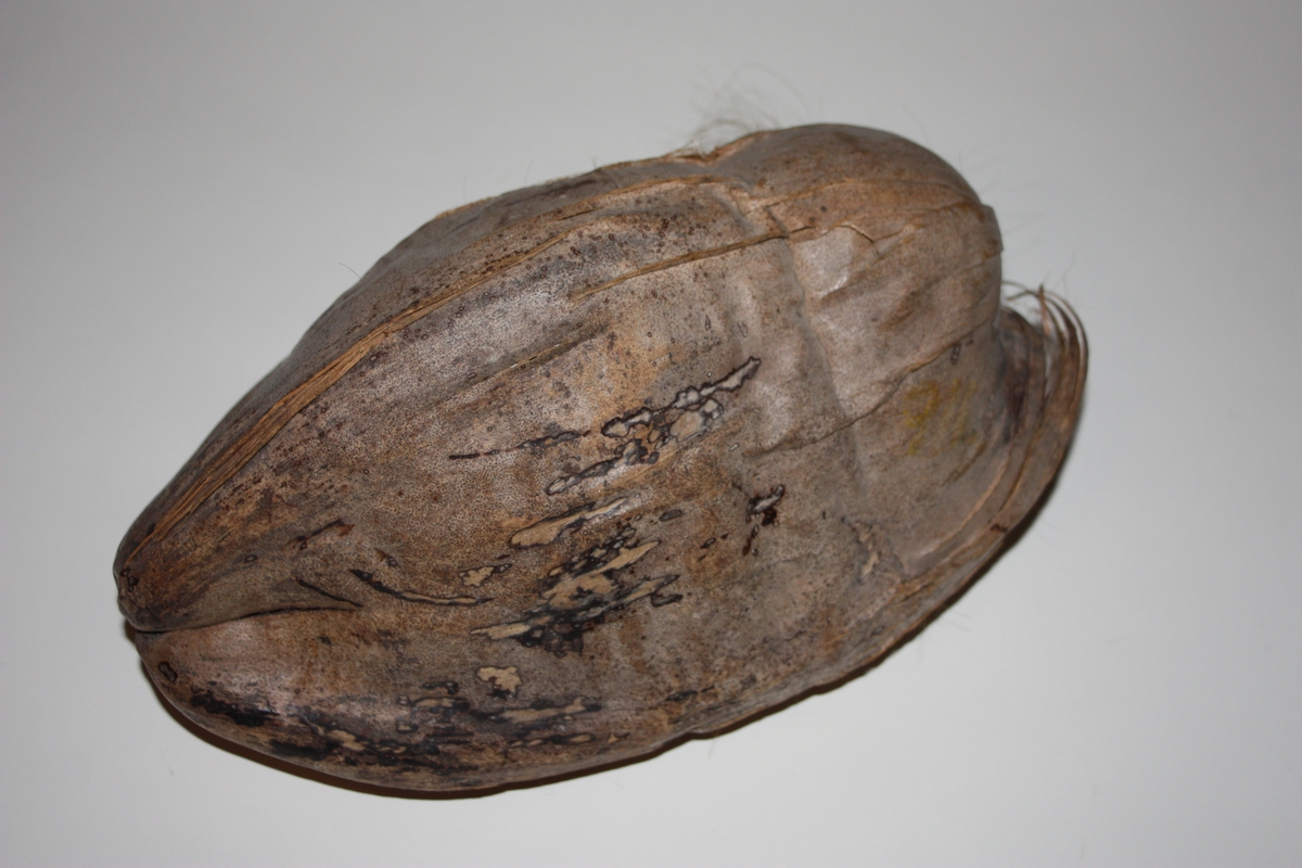 Kokosnøtt med ytterskal