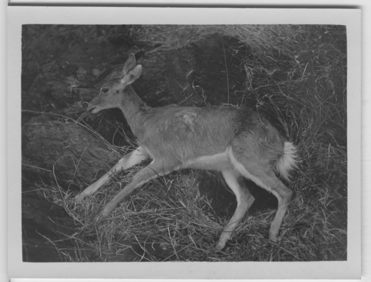 'Redbuck, skjuten, liggande på marken. ::  :: Serie fotonr 1434-1449'