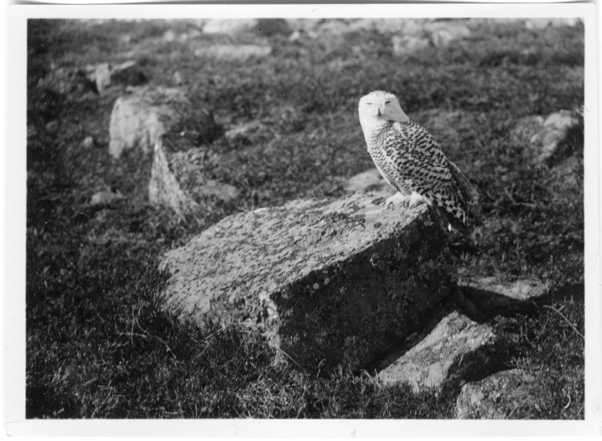 'Fjälluggla, sittande på stenblock, även bild 1794-1795 ::  :: Ingår i serie med fotonr. 1771-1837. Se även fotonr. 3151-3200.'