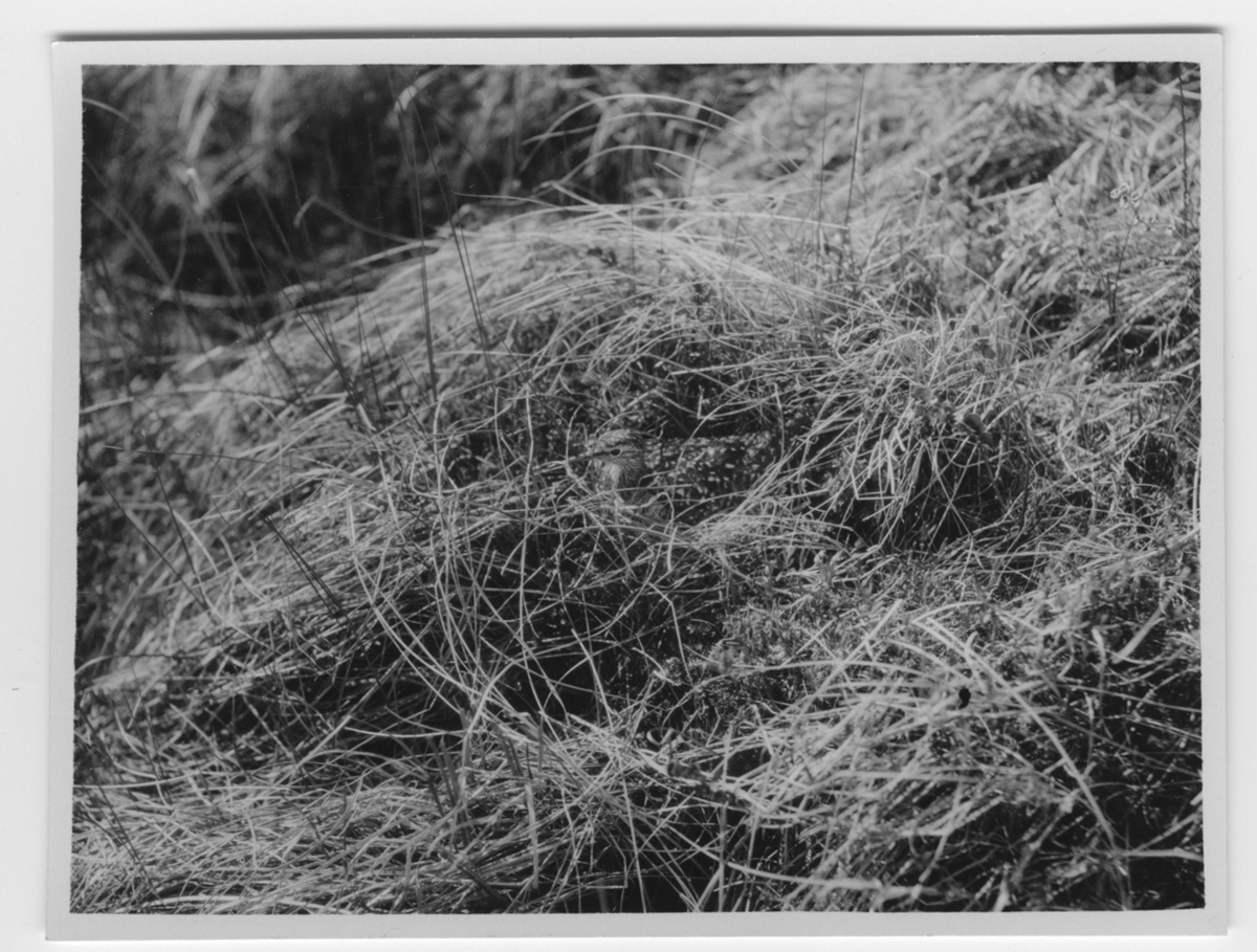 'Grönbena, på boet i högt gräs. Sedd från sidan. ::  :: Ingår i serie med fotonr. 2116- 2160.'