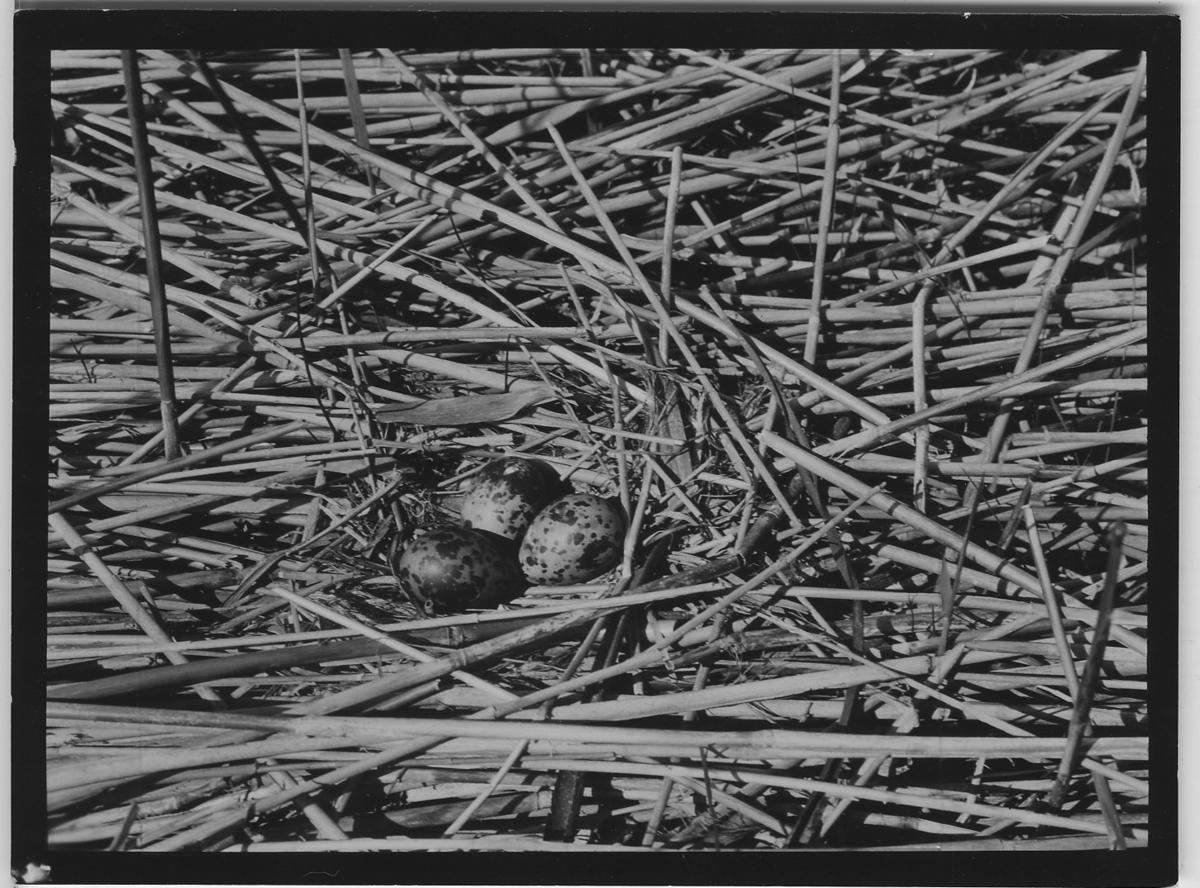 'Bo med 3 st fläckiga ägg av svarttärna, på vassbädd. ::  :: Ingår i serie med fotonr. 2347-2399.'
