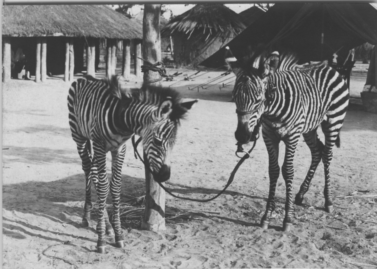 '2 zebror bundna vid en stolpe, enligt bildtext tillfångatagna med lasso. I bakgrunden bostad, hyddor. Text på baksidan ''caught with lasso''.'