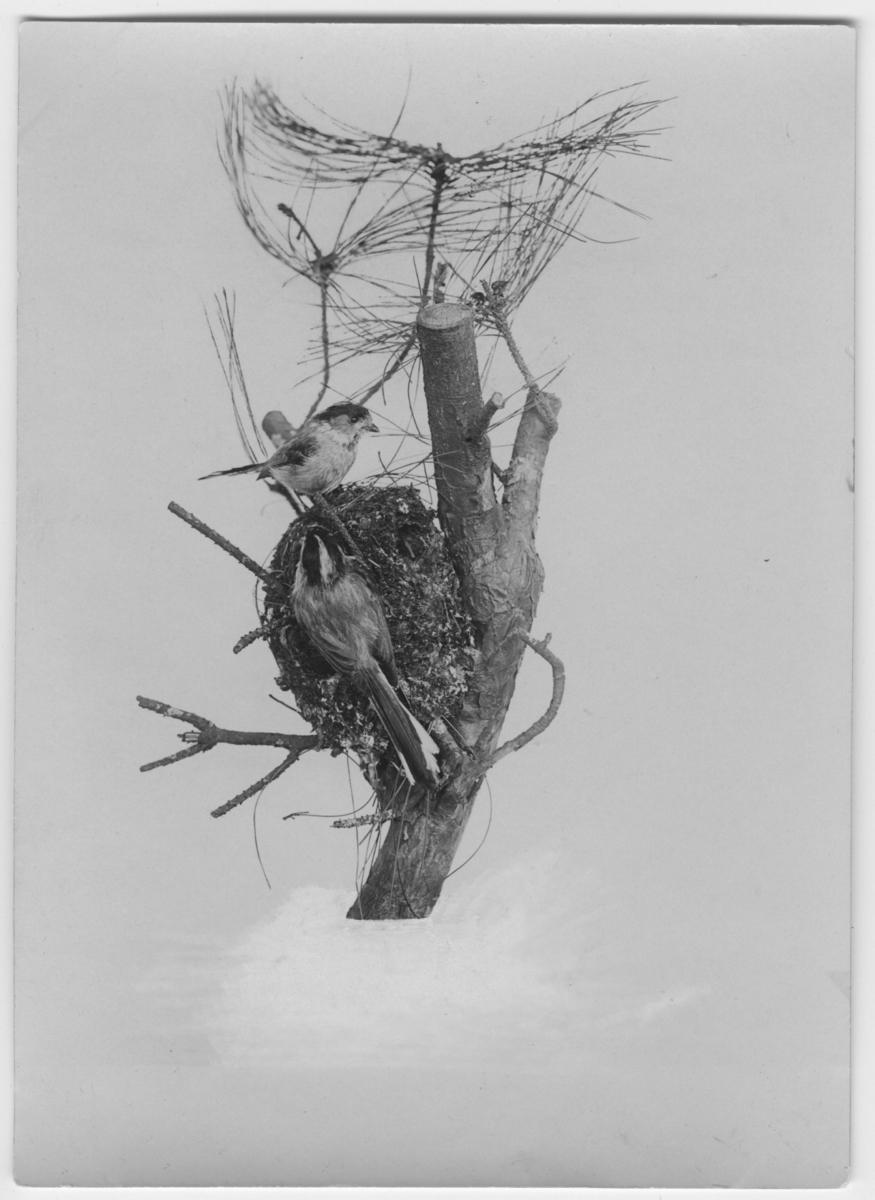 'Från Kjell Kolthoffs Kina-expedition 1921-1923: ::  :: Stjärtmesbo monterat i gren med 2 st fåglar. ::  :: Ingår i serie med fotonr. 2636-2656.'