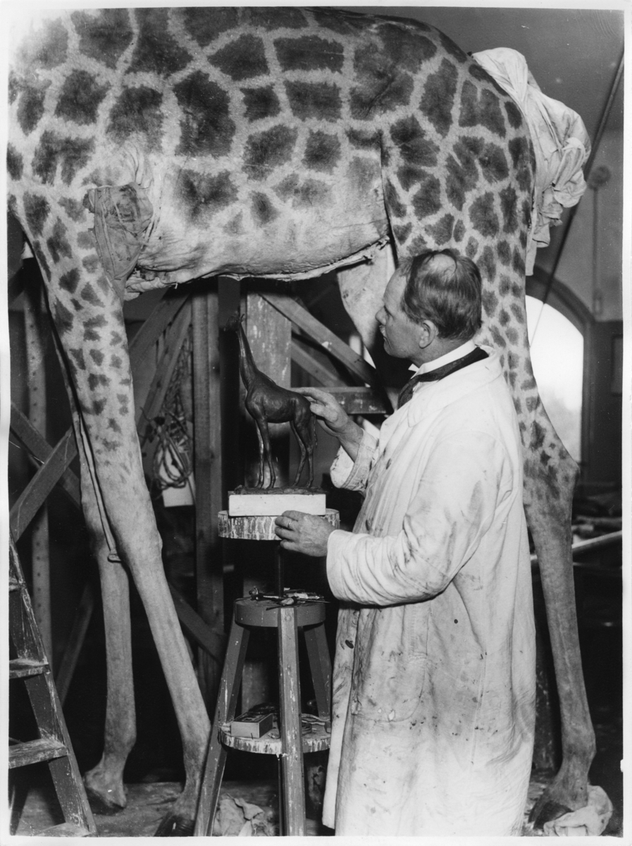 'Giraff, hona under monteringsarbetet. Konservator David Sjölander under arbetet med monteringen av giraffen. I färd med att sätta på skinnet. Miniatyrmodell av giraffen synlig i bakgrunden. Gen.kat.nr. 1931-5430. ::  :: Ingår i serie med fotonr. 2969-2974. Står i däggdjurssalen på Göteborgs Naturhistoriska museum (2007-06-18).'