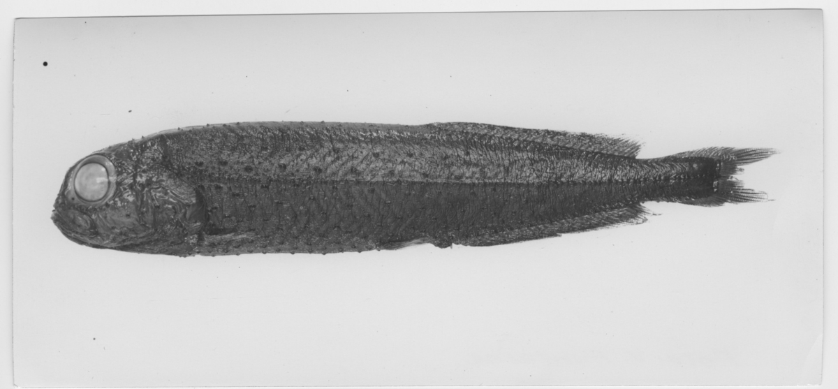 'Xenodermichthys copei sedd från sidan. ::  :: Se även fotonr. 4631:2. Ur O. Nybelin: Fishes coll. by the ''Skagerrak'' Expedition etx. Plate I, fig.3.'