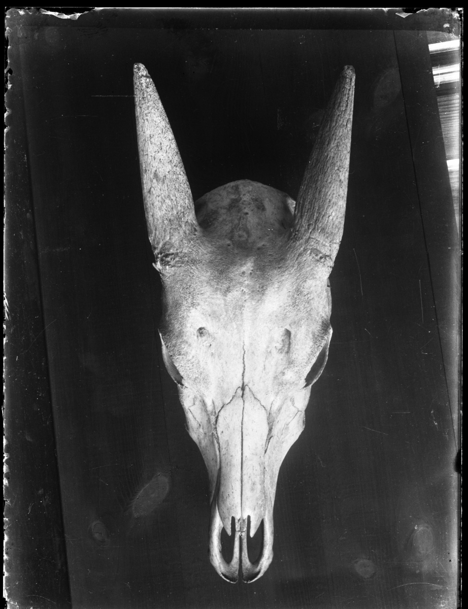 '1 kranium av däggdjur (Anoa), sett framifrån. ::  :: Ingår i serie med fotonr. 5132:1-4.'