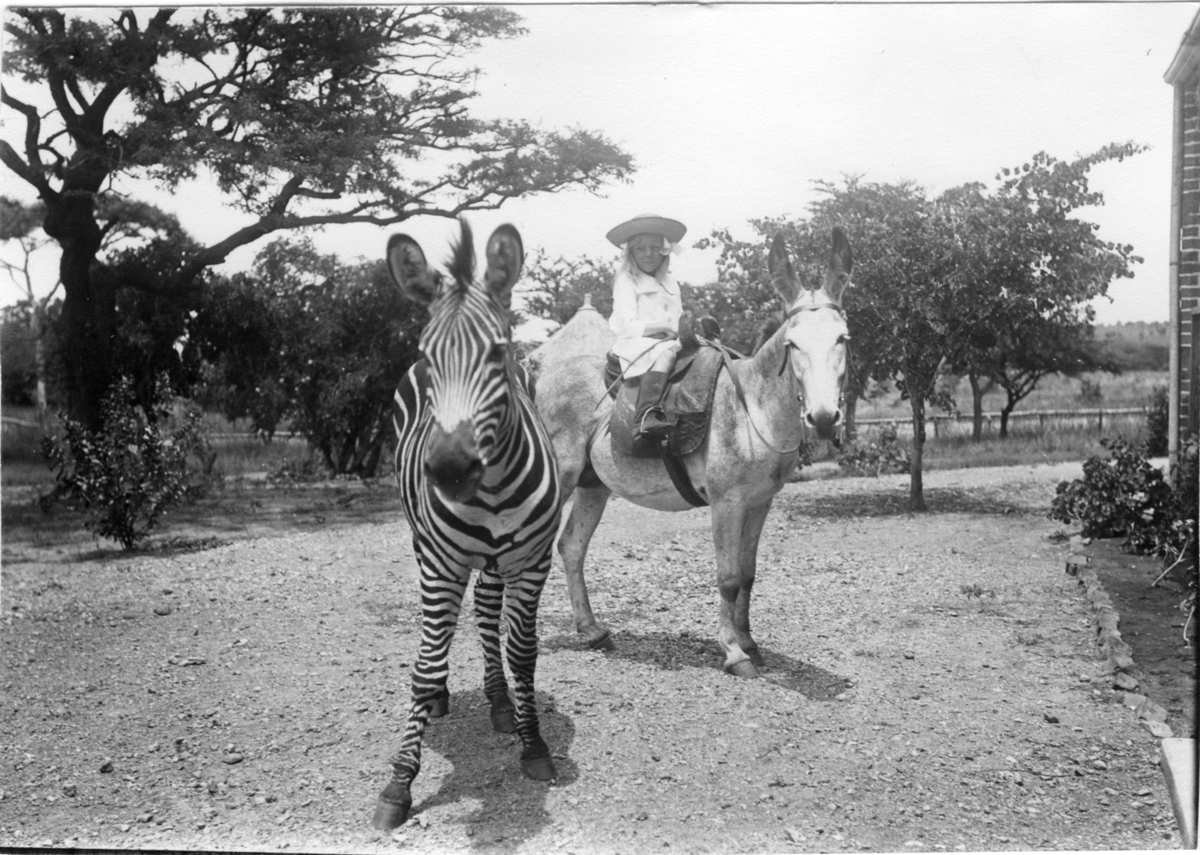 'Diverse fotografier från bl.a. dåvarande Nordrhodesia, nu Zambia, tagna av Konsul Magnus Leijer. ::  :: En flicka sittande på en åsna, stående på en grusväg vid sidan av en tegelbyggnad, framför åsnan står en zebra, fotograferad framifrån från nära håll.'