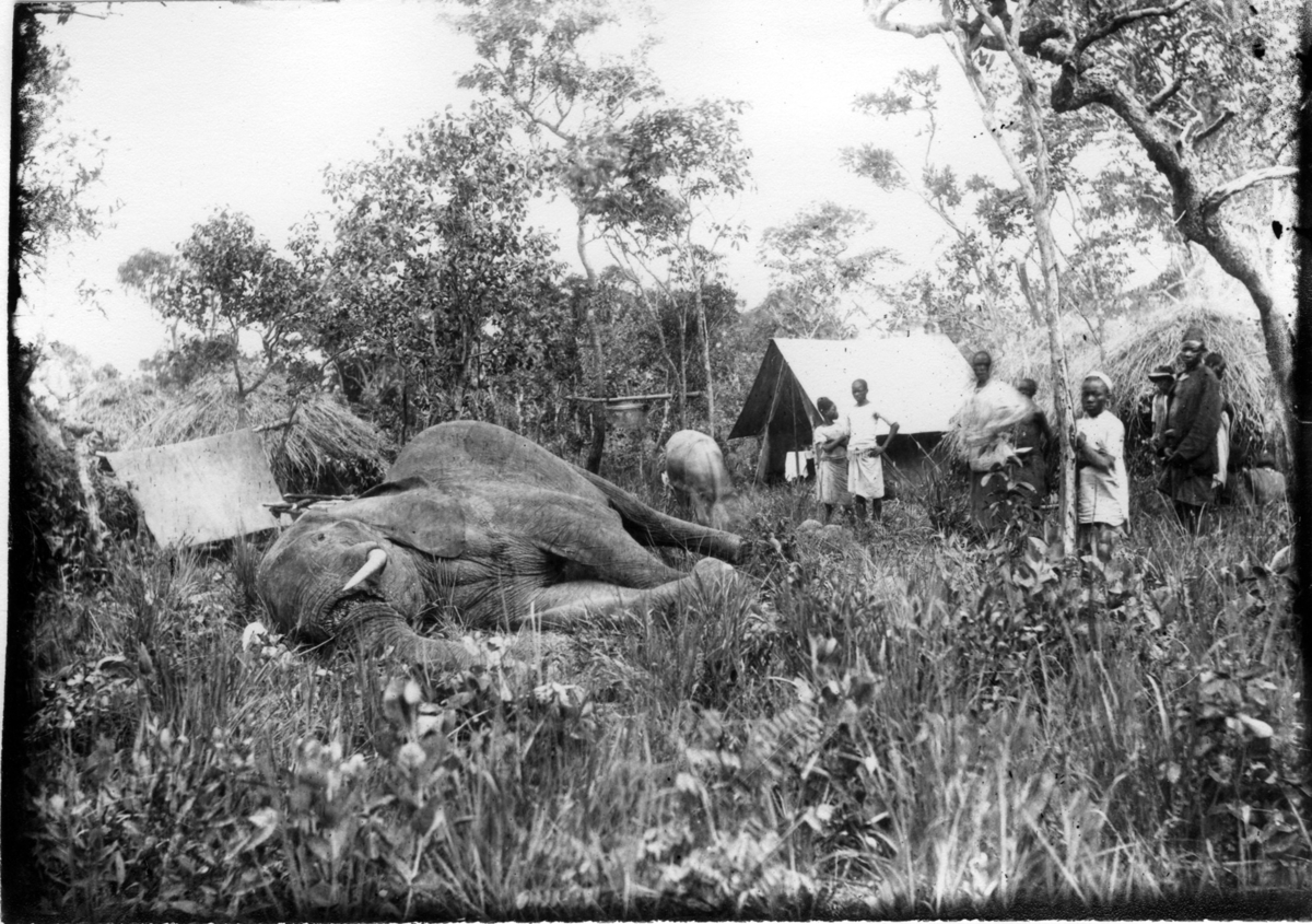 'Diverse fotografier från bl.a. dåvarande Nordrhodesia, nu Zambia, tagna av Konsul Magnus Leijer. ::  :: En fälld elefant liggande på en lägerplats, i bakgrunden är tält synligt. Omkring står människor samt en häst.'