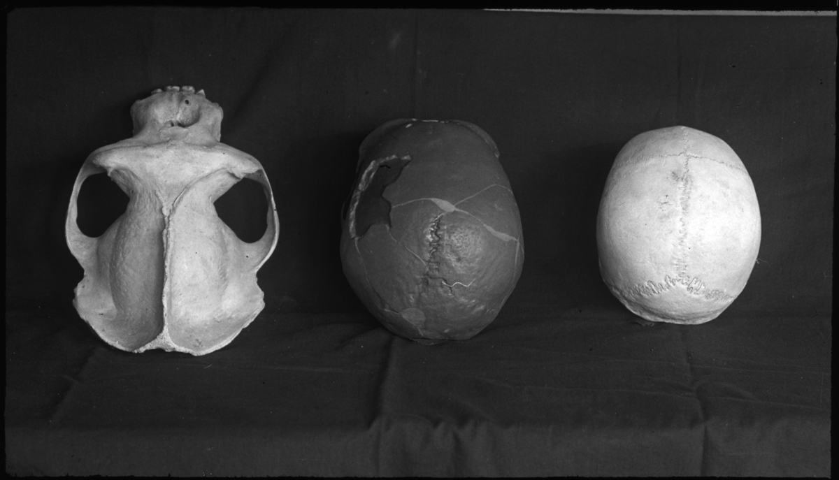 Homo Neanderthalensis Homo Sapiens Linnaeus Gorilla Gorilla Wyman