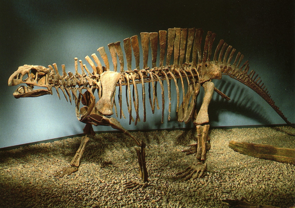 'Ingår i en serie med Fotonr. 5419 med Göteborgs Naturhistoriska museums olika vykort genom åren. ::  :: Skelett från en Thecodont (dinosaurie).'
