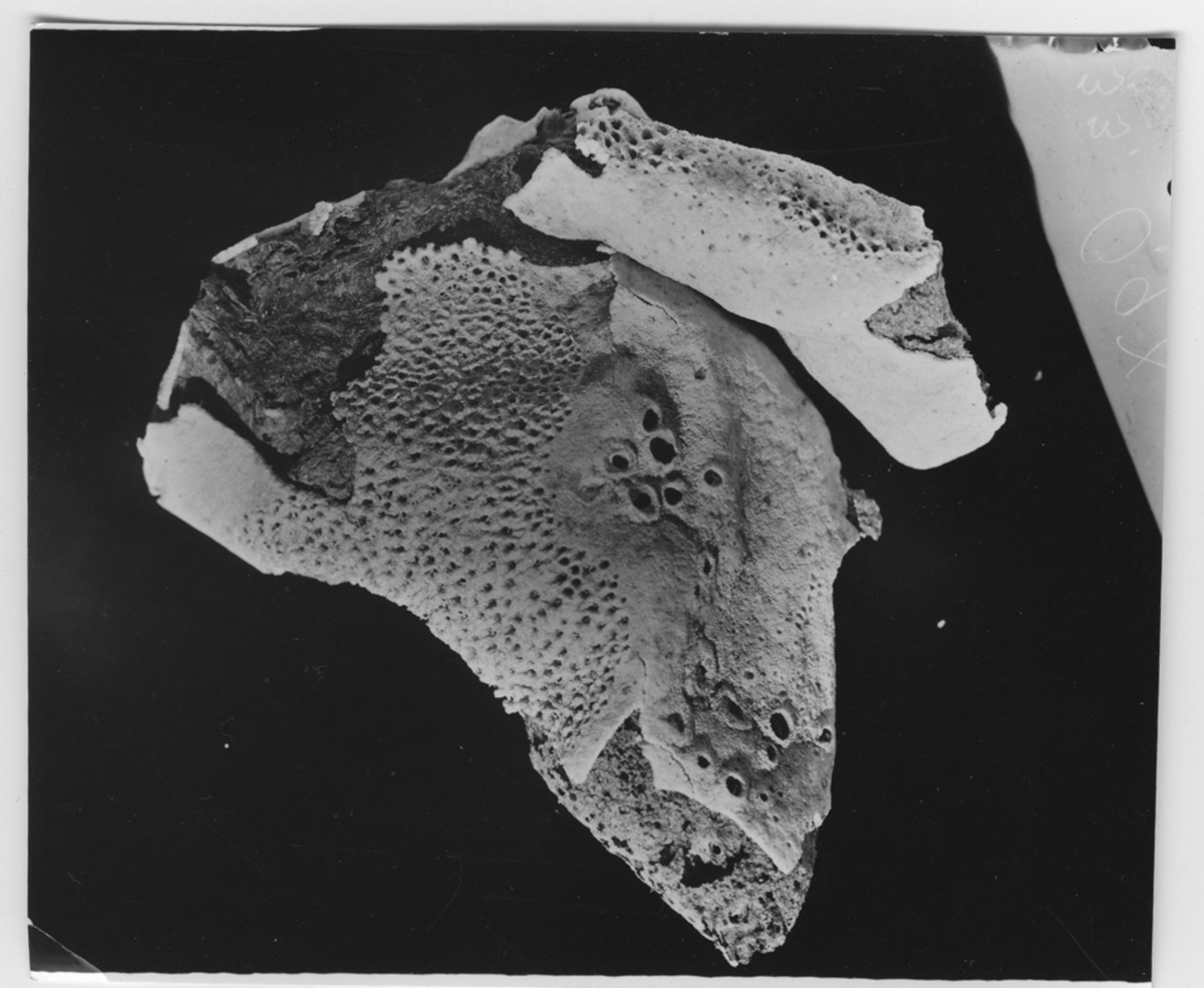 Pachymatismo? johnstonia. 0,9x. S. Bocks Skagerackexpedition 1937. Foto 33.