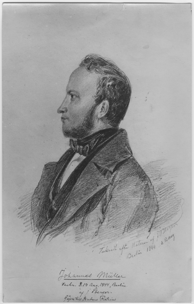Teckning av J. Berger: porträtt av Johannes Müller. Gåva till Anders Retrias.