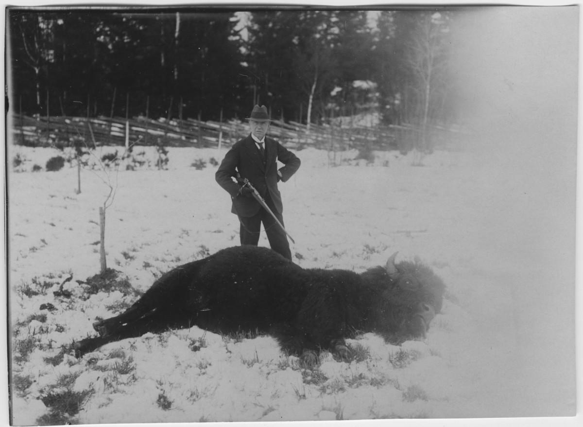 'Amerikansk bison, hane. Liggande skjuten på ängen. Trästaket. Granskog. Snö. Man, antagligen konsul John Gustaf Wibom, med gevär ståendes bakom. ::  :: Ingår i serie med fotonr. 780-785.'