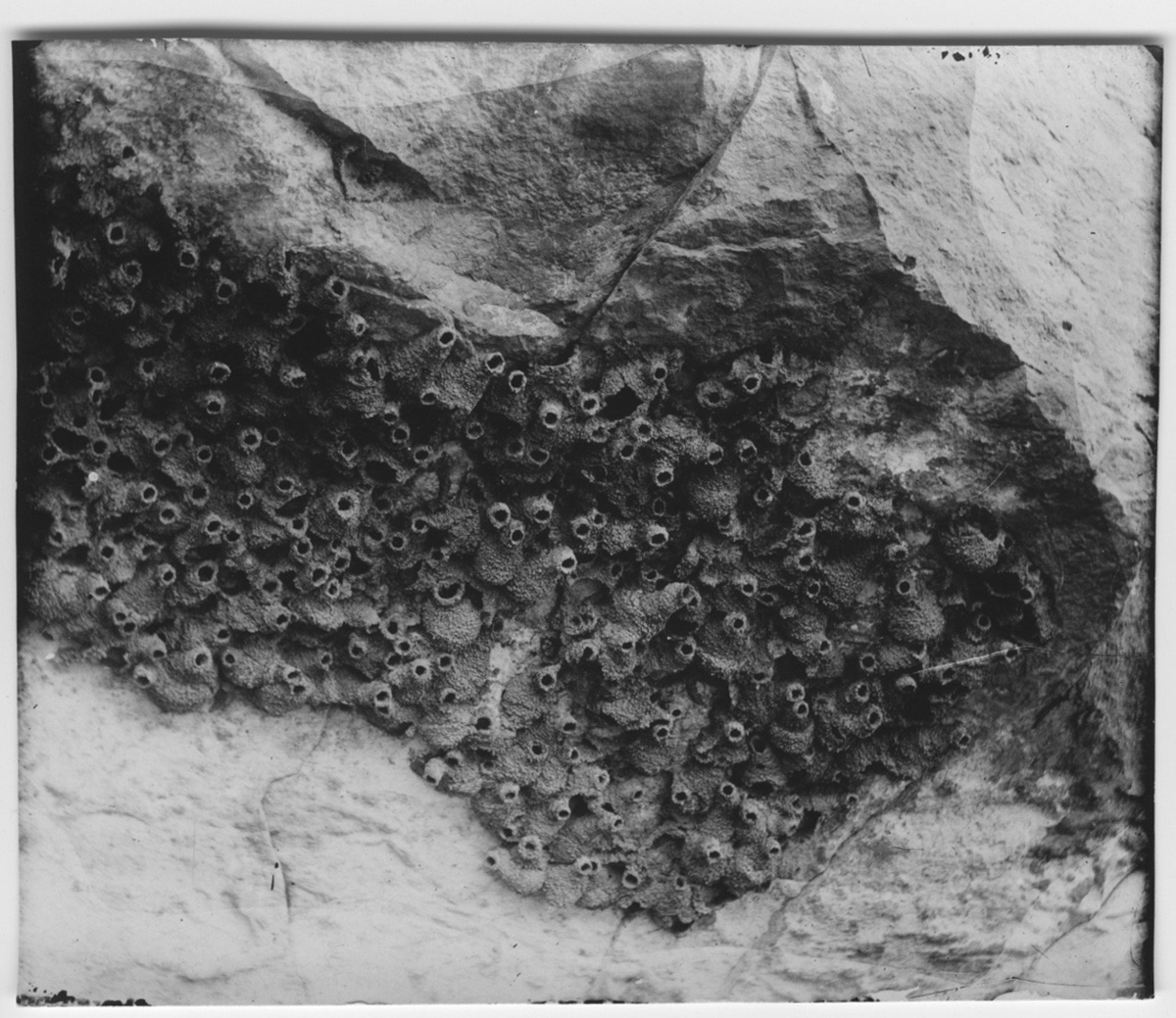 'Australisk svala, bo på sandstensbergvägg, koloni. ::  :: Ingår i serie med fotonr. 817-841.'