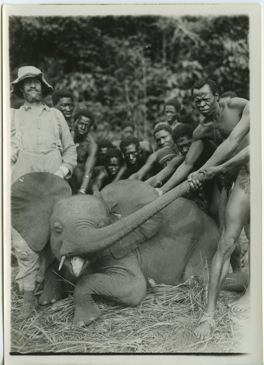 'Dvärgelefant, skjuten nära Lojo-floden. På bilden ligger elefanten ner och cirka 12 män är samlade bakom elefantkroppen. 1 av dem drar i snabeln. Bredvid står också 1 man i hatt och glasögon, S. Molin? ::  :: Ingår i serie med fotonr. 983-996'