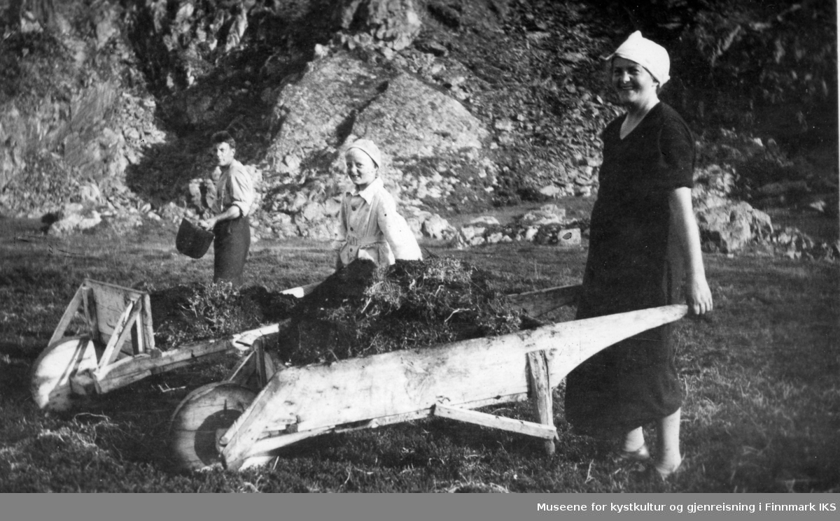 Torvarbeid i Kongsfjord Berlevåg i  1950