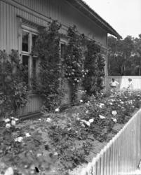 Vardens arkiv. "Blomsterhave. Gundersen, Sweigaardsgt." 29.0