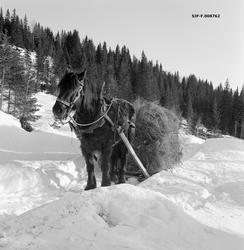 Høykjøring i Vestre Gausdal i Oppland, vinteren 1968.  Fotog