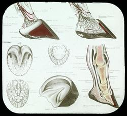 Skjematisk tegning av hoven til en hest