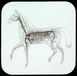 Skjematisk tegning av hestens pulsåre