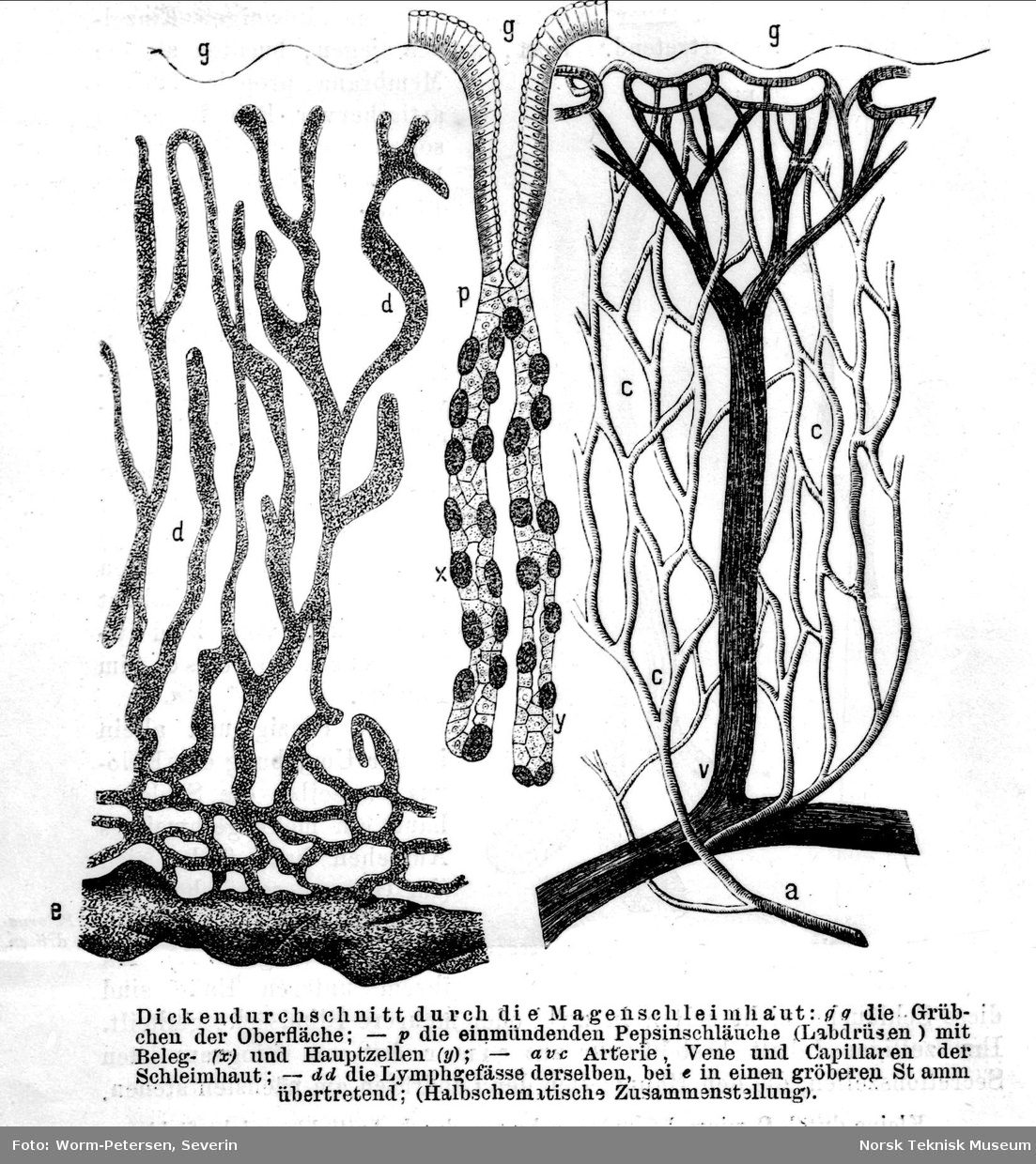 Planter gjennomskåret, illustrasjon