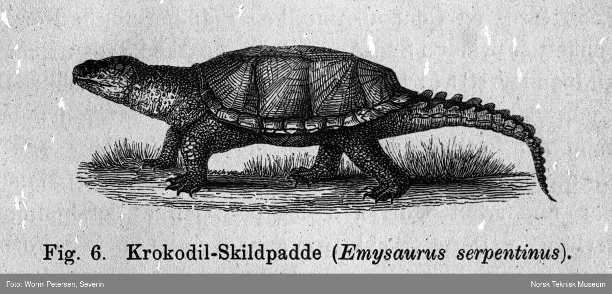 Krokodille-skilpadden (Emysaurus serpentinus)