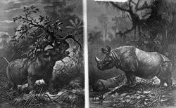 Afrikansk og indisk neshorn