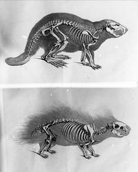 Anatomisk figur, skjelett av bever og pinnsvin