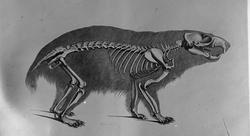 Anatomisk figur, skjelett av ukjent dyr