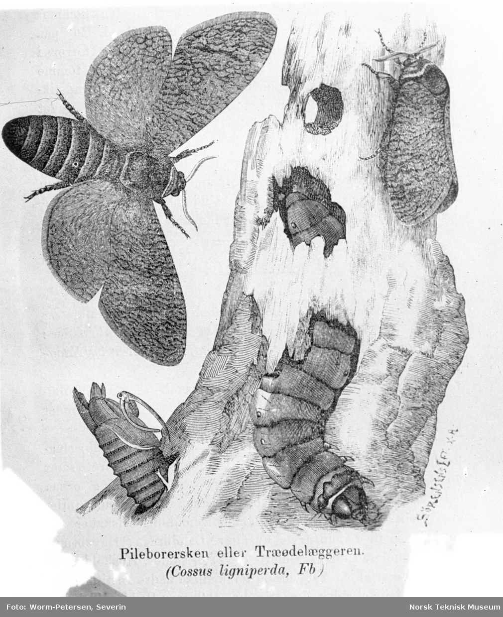Treborer (Cossus ligniperda)
