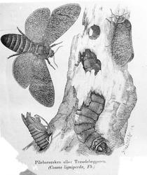 Treborer (Cossus ligniperda)