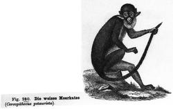 Ape (Cercopithecus petaurista)