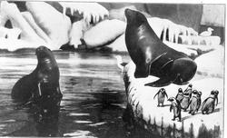 Hagenbeck’s dyrehave i Hamburg, sjøløver og pingviner