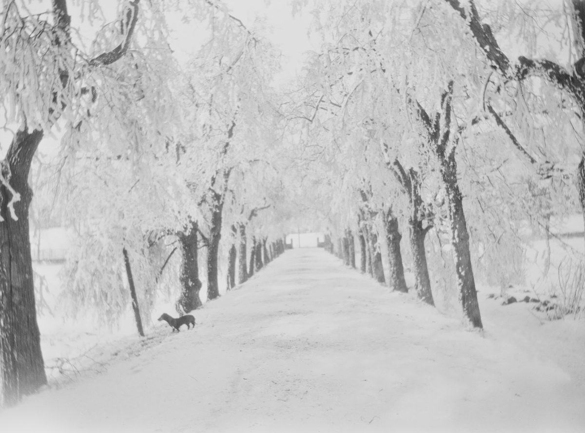 Lindealléen på Linderud gård sett i retning fra hovedhuset. Veien og trærne er dekket av snø og rimfrost. Ved en stolpe står det en liten hund.