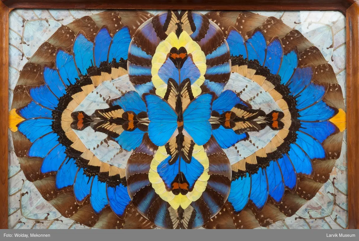 Motiv laget av sommerfuglviner, bl.a. fra Blue Morph