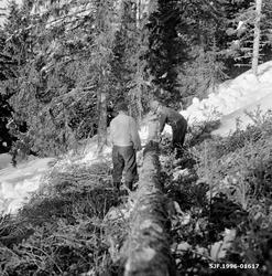 Aptering (oppdeling) av granstamme i Bødalen i Vestre Gausda
