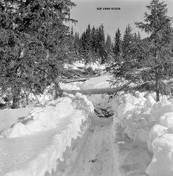 Hankekjøringsveg og tømmer i Vestre Gausdal.  Fotografiet er